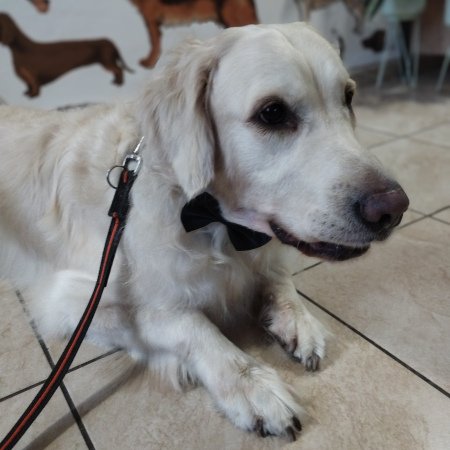 Piesek po pielęgnacji